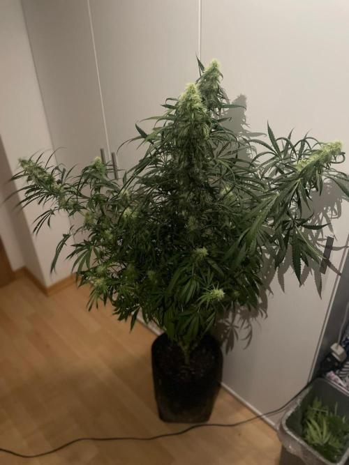 Super Boof Zamnesia. Week 9