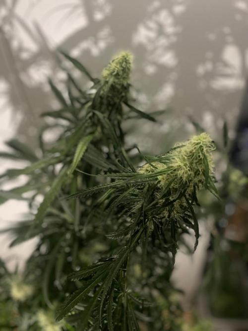 Super Boof Zamnesia. Week 9