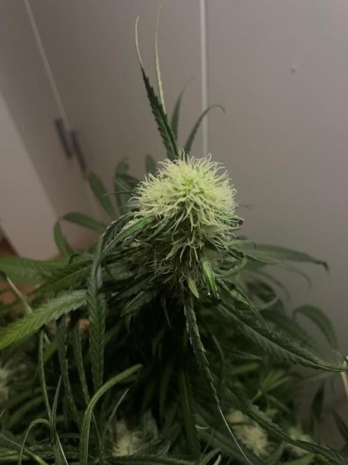 Super Boof Zamnesia. Week 9