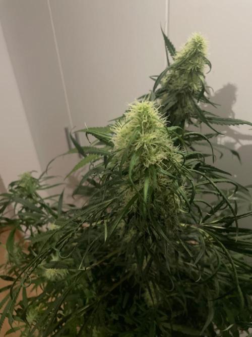 Super Boof Zamnesia. Week 9
