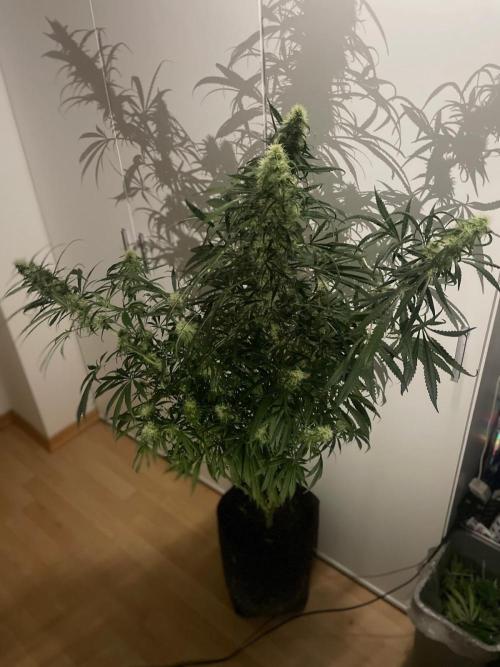 Super Boof Zamnesia. Week 9