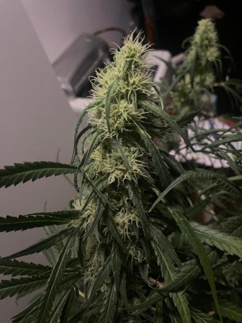 Super Boof Zamnesia. Week 9