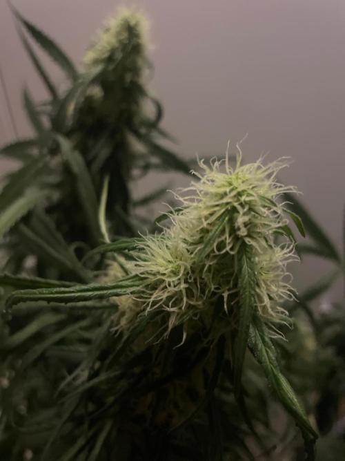 Super Boof Zamnesia. Week 9