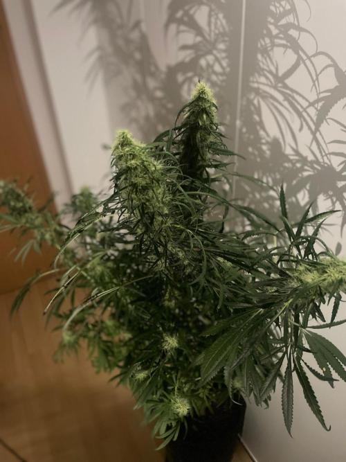 Super Boof Zamnesia. Week 9