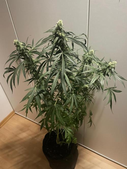 Solar Panel Zamnesia. Week 9