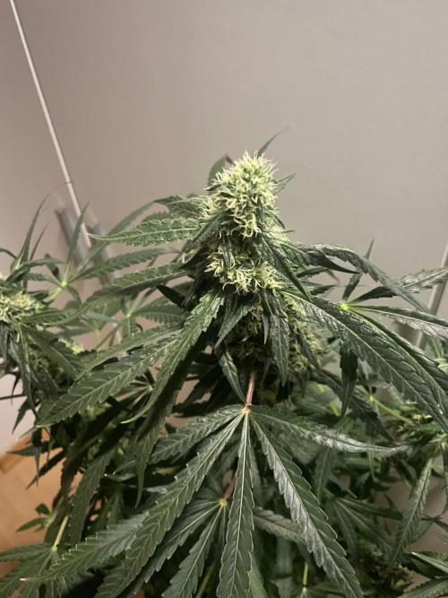 Solar Panel Zamnesia. Week 9