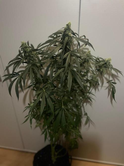 Solar Panel Zamnesia. Week 9