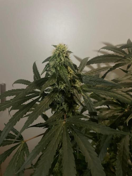 Solar Panel Zamnesia. Week 9