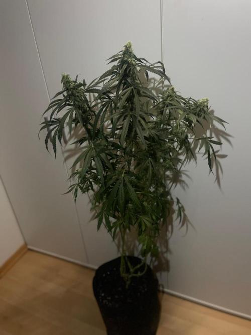 Solar Panel Zamnesia. Week 9