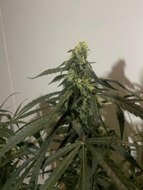 Solar Panel Zamnesia. Week 9