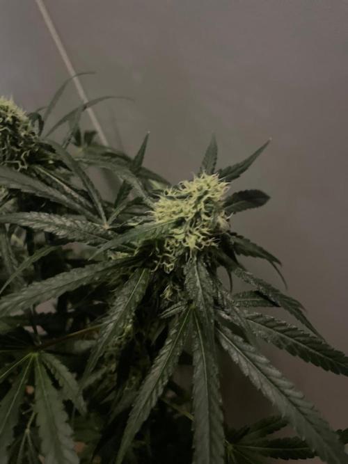 Solar Panel Zamnesia. Week 9