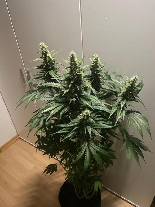 Gushers Zamnesia. Week 10