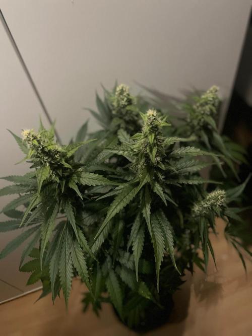 Gushers Zamnesia. Week 10