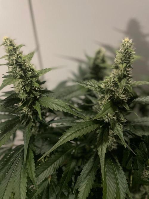 Gushers Zamnesia. Week 10