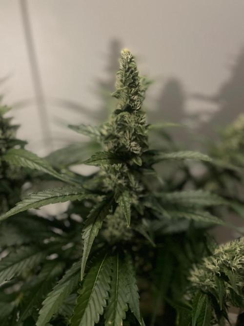 Gushers Zamnesia. Week 10