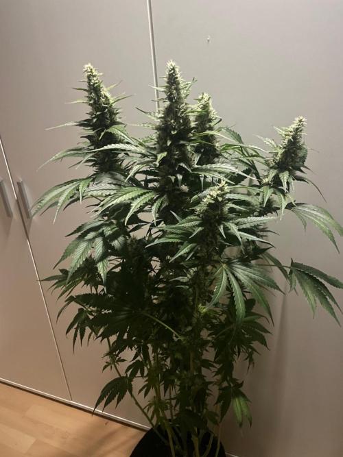 Gushers Zamnesia. Week 10