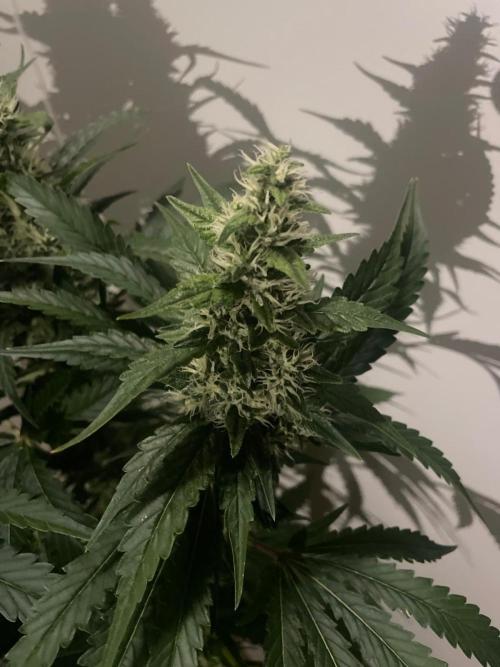 Gushers Zamnesia. Week 10