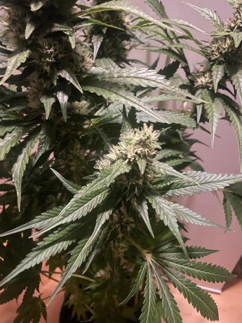 Gushers Zamnesia. Week 10