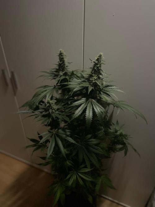 Black Diamond Zamnesia. Week 10