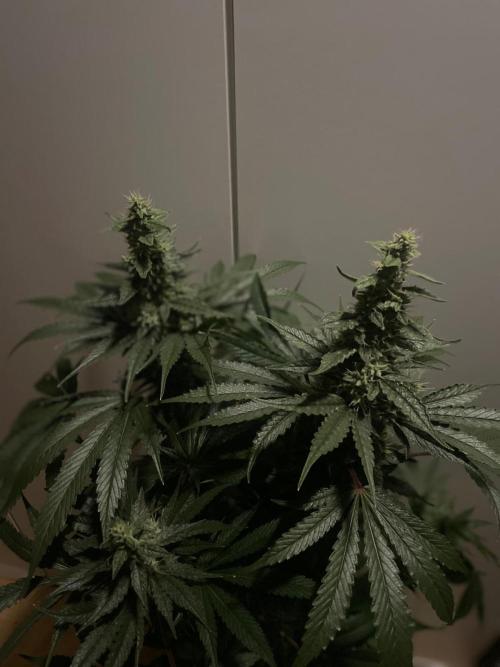 Black Diamond Zamnesia. Week 10