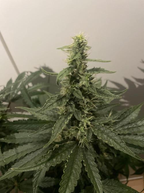 Black Diamond Zamnesia. Week 10