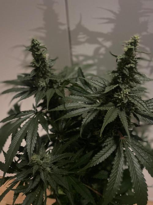 Black Diamond Zamnesia. Week 10