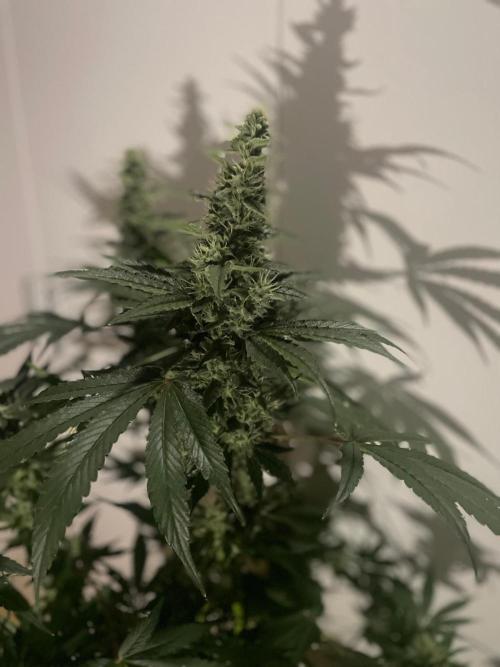 Black Diamond Zamnesia. Week 10