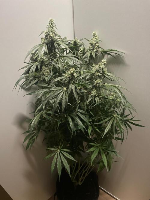 Black Runtz Weedseedsexpress. Week 10