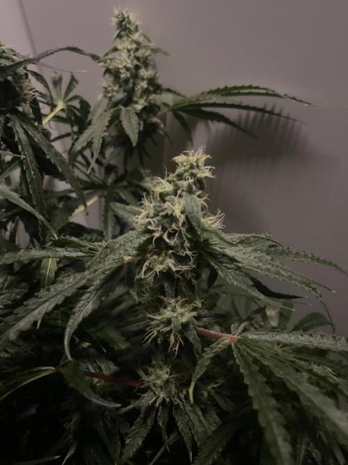 Black Runtz Weedseedsexpress. Week 10