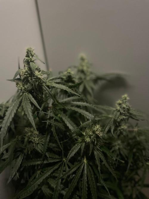 Black Runtz Weedseedsexpress. Week 10