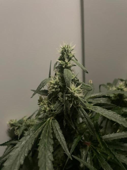 Black Runtz Weedseedsexpress. Week 10