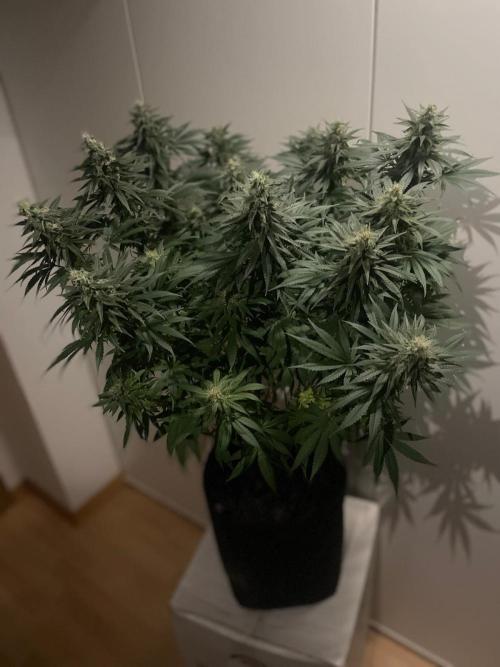 Biscotti Zamnesia. Week 11