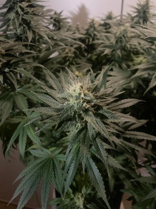 Biscotti Zamnesia. Week 11