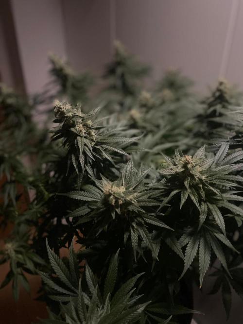 Biscotti Zamnesia. Week 11