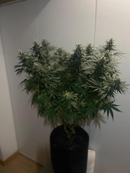 Biscotti Zamnesia. Week 11