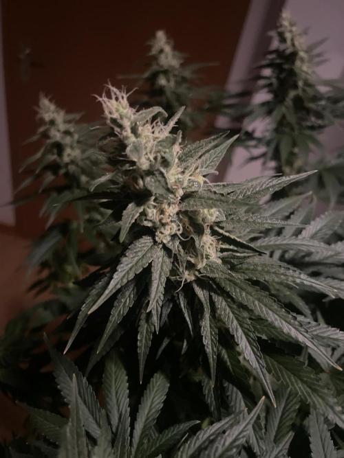 Biscotti Zamnesia. Week 11