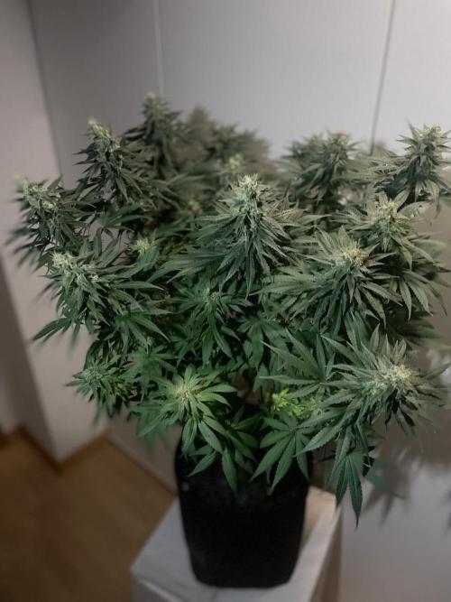 Biscotti Zamnesia. Week 11