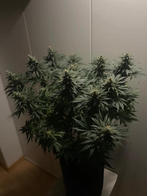 Biscotti Zamnesia. Week 11