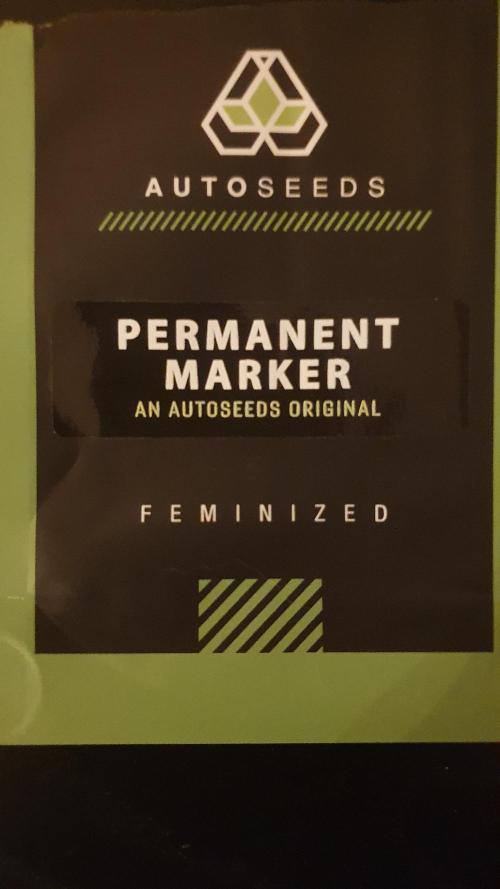 Permanent Marker Autoseeds. Week 0