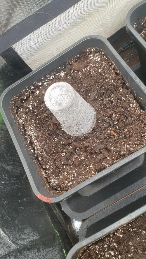 Permanent Marker Autoseeds. Week 0