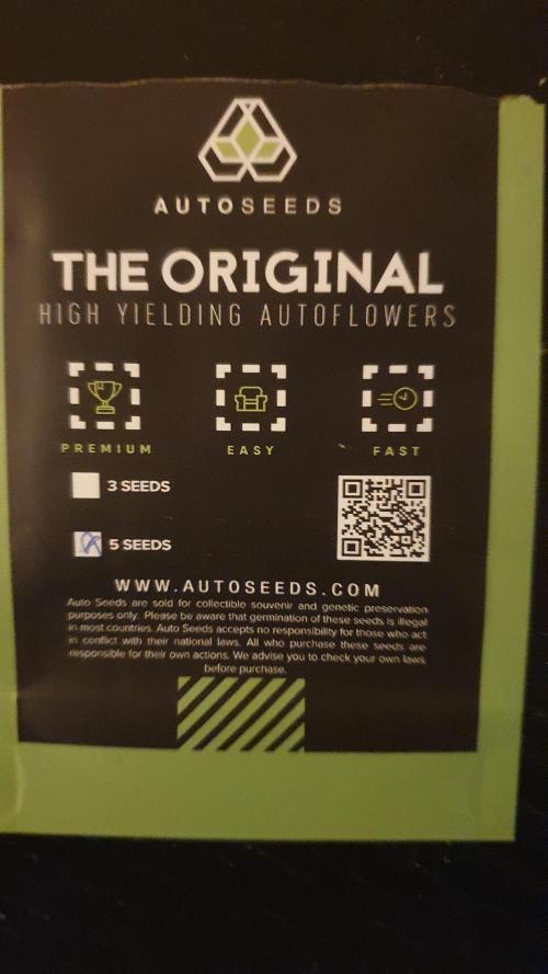 Permanent Marker Autoseeds. Week 0