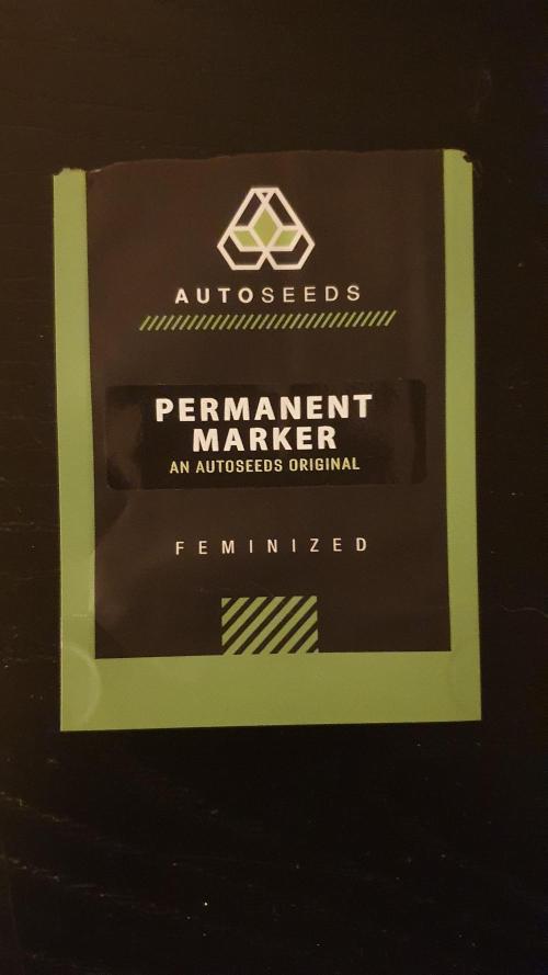 Permanent Marker Autoseeds. Week 0