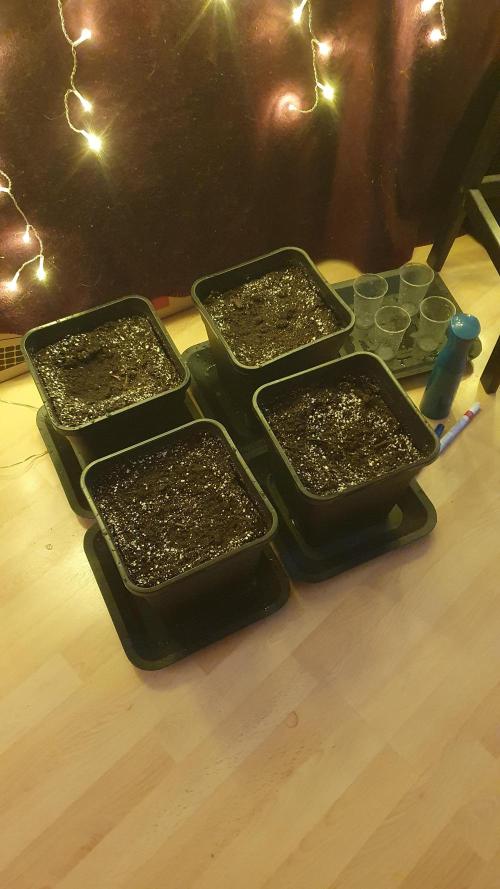 Permanent Marker Autoseeds. Week 0