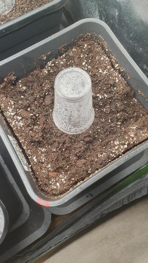 Jelly Donutz Auto Humboldt. Week 0