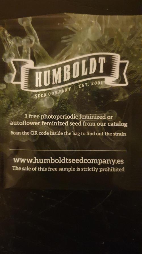 Jelly Donutz Auto Humboldt. Week 0