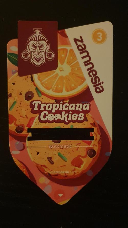 Tropicana Cookies Auto Zamnesia. Week 0