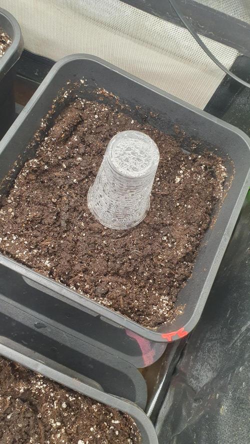 Tropicana Cookies Auto Zamnesia. Week 0