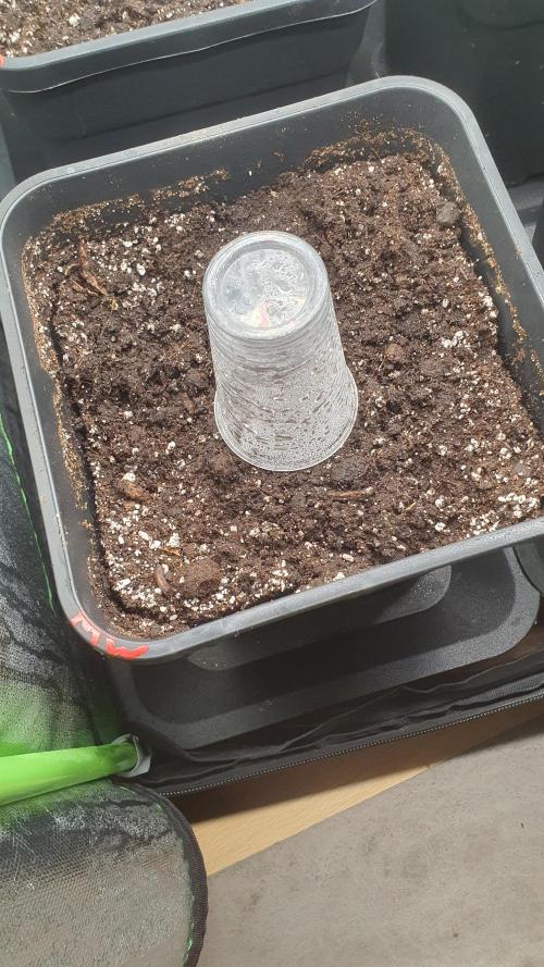 Milkyway F1 Auto RQS. Week 0