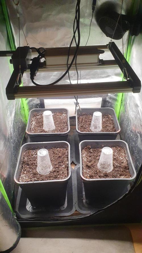 Milkyway F1 Auto RQS. Week 0