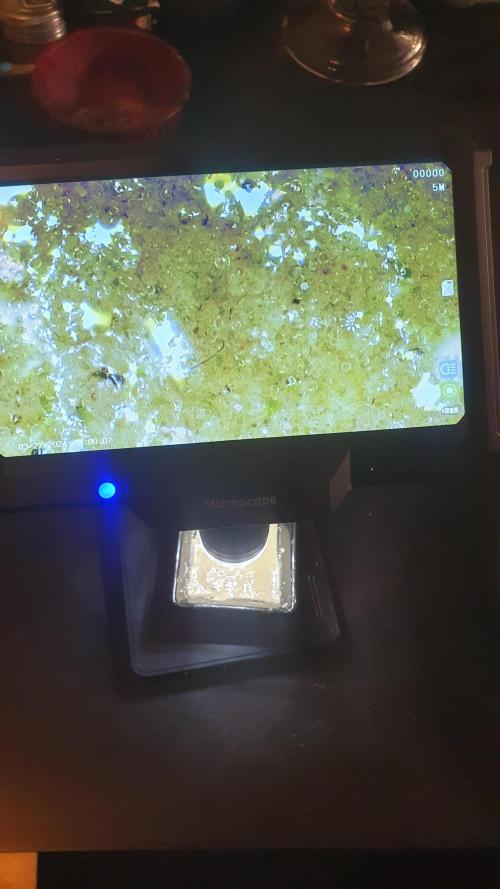 Diablo Delights XL Auto Sweetseeds. Week 11